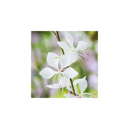 R5505 GAURA WHITE SEEDS Weiße BLÜTEN FÜR DEN GARTEN FERTILISER'S PLOT