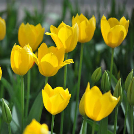 Muscadet-Tulpe, Tulpenzwiebeln, Blumenzwiebeln, Größe 10/11, 50 Stück