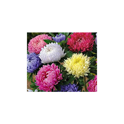 R2046 HOHE PFINGSTROSE ASTER MIX VOLLE MEHRFARBIGE EINJÄHRIGE BLÜTEN 1G