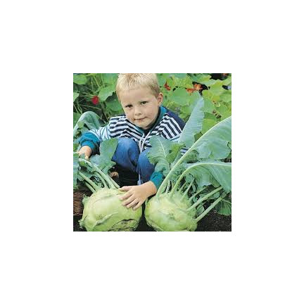 W1075 RIESENKOHLRABI SAMEN WEISSES SCHMACKHAFTES FRUCHTFLEISCH KEINE HOLZIGKEIT VERARBEITUNG VIEL FRUCHTFLEISCH1G