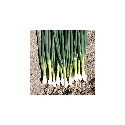W1022 SEVENTEEN BAYKAL CEBULA GESCHMACK AROMATISCH HAPPENING Allium fistulosum L. 3G