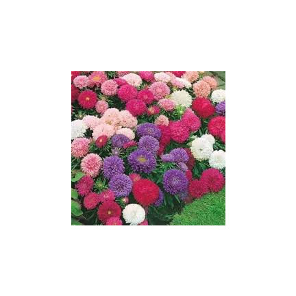 R2046 HOHE PFINGSTROSE ASTER MIX VOLLE MEHRFARBIGE EINJÄHRIGE BLÜTEN 1G