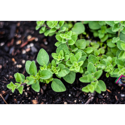 Z3026 OREGANO OREGANO KRÄUTERSAMEN AROMATISCHES KRAUT FÜR JEDE KÜCHE 0.5G