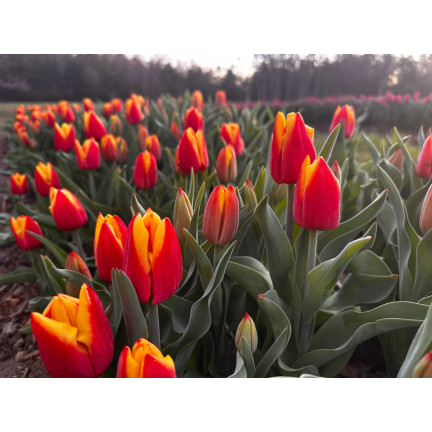 Tulpe „Dow Jones“, Tulpenzwiebeln, Blumenzwiebeln, Größe 9/10, 50 Stück 
