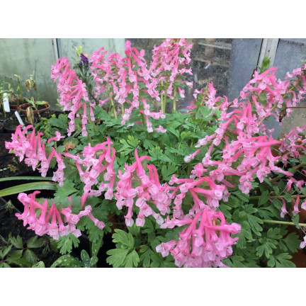 Kokorycz (Corydalis solida Beth. Evans), Blumenzwiebeln, Größe 5/6, 50 Stück.