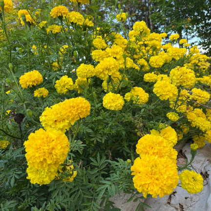 Großblütige Tagetes „Moonlight“, Tagetes-Samen, essbare Blüten, 1 g