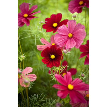 R3136 EINTAGSFLIEGE KOSMOS MIX FARBEN EINTAGSFLIEGE BLUMENSAMEN 1G FÜR GARTENBEETE