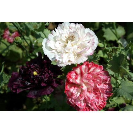 R3969 SOMMER MOHN VOLLE FARBE MIX MOHNBLUMEN SAMEN 0.5G PFINGSTROSE MOHN