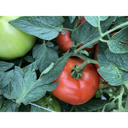 W1160 HIMBEERE GEMAHLENE TOMATENSAMEN FÜR SAUCEN KONSERVEN 0,5G