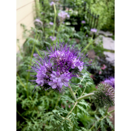 Blaue Phacelia, honigtragend, als Zwischenfrucht, Samen, Toraf, 50 g