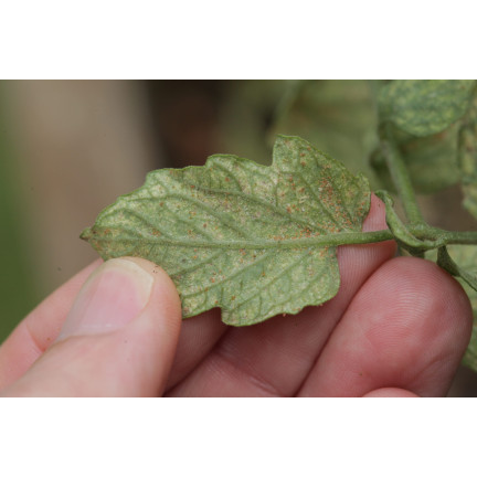SUM52 FLORAMITE 240 SC 10ML SPINNMILBENSPRAY