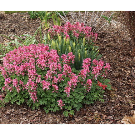 Kokorycz (Corydalis solida Beth. Evans), Blumenzwiebeln, Größe 5/6, 50 Stück.