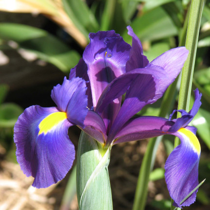 Holländische Iris „Purple Sensation“, Blumenzwiebeln, Größe 6/7, 50 Stück
