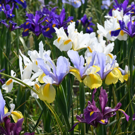 Holländische Iris, Iris hollandica, Schwertlilie, Blumenzwiebeln, Größe 6/7, 50 Stück.