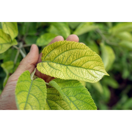 SUM40 Help Plant Eisen (Fe) 20 ml, Blattdünger, beugt physiologischen Erkrankungen und Wachstumshemmungen vor