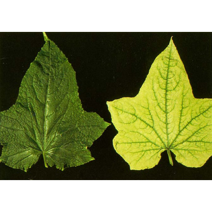 SUM40 Help Plant Eisen (Fe) 20 ml, Blattdünger, beugt physiologischen Erkrankungen und Wachstumshemmungen vor