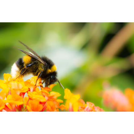 SUM36 BIOPOLIN 10ML SUMIN LOCKT BIENEN HUMMELN LANGWIRKEND