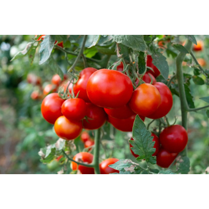 Organischer Dünger für Tomaten, BIO-Granulat, natürlich, Biovita 3 kg