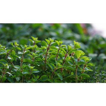 Z3018 MAJORAN KRÄUTERSAMEN AROMATISCHE BEILAGE 1G