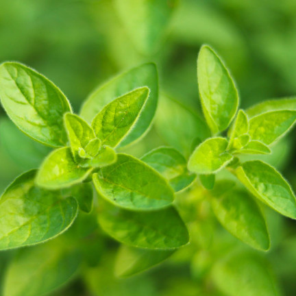 Z3026 OREGANO OREGANO KRÄUTERSAMEN AROMATISCHES KRAUT FÜR JEDE KÜCHE 0.5G