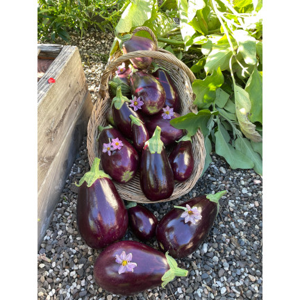 W1003 AUBERGINE SAMEN SCHWARZE SCHÖNHEIT LILA BIRNE DER LIEBE 1G