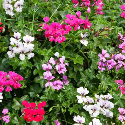 Hängende Pelargonie „Speedy Mix“, Pelargonium peltatum F2-Hybriden, 10 Samen