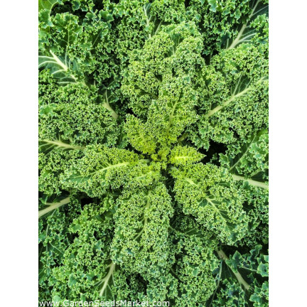 W1066 RED CRUISE SEEDS MEDIUM-RESISTANT HEALTHY 1g