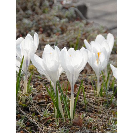 CEB11 KROKUS JEANNE D'ARC WEISSE BLUMENZWIEBELN 50 STK.