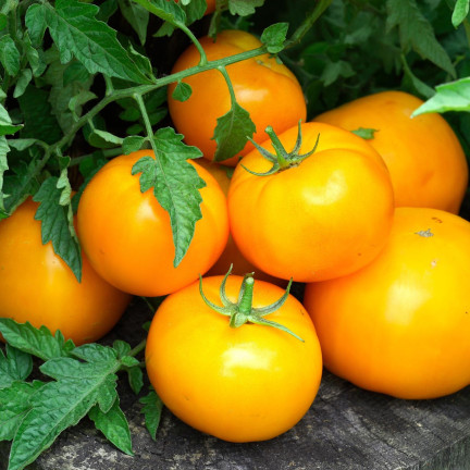 W1265 GEMAHLENE TOMATE TALL YELLOWSTONE SAMEN TOMATE SAFTIG GROSS 0.3G