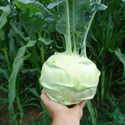 W1075 RIESENKOHLRABI SAMEN WEISSES SCHMACKHAFTES FRUCHTFLEISCH KEINE HOLZIGKEIT VERARBEITUNG VIEL FRUCHTFLEISCH1G