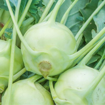 W1075 RIESENKOHLRABI SAMEN WEISSES SCHMACKHAFTES FRUCHTFLEISCH KEINE HOLZIGKEIT VERARBEITUNG VIEL FRUCHTFLEISCH1G