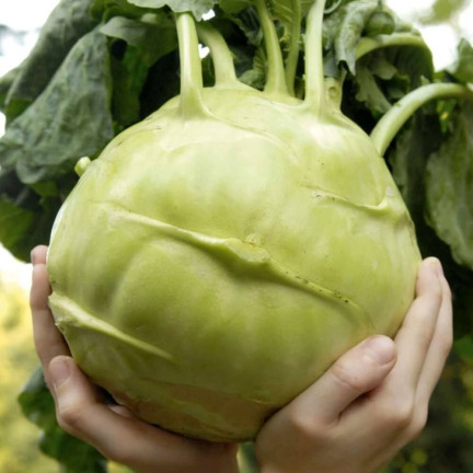 W1075 RIESENKOHLRABI SAMEN WEISSES SCHMACKHAFTES FRUCHTFLEISCH KEINE HOLZIGKEIT VERARBEITUNG VIEL FRUCHTFLEISCH1G