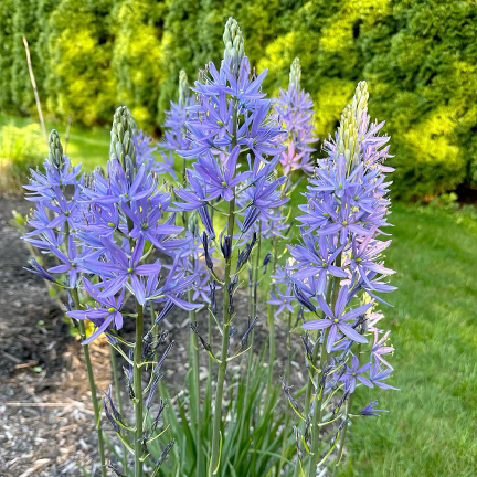 Kamasja, Camassia esculenta „Quamash“, Blumenzwiebeln, Größe 5/6, 50 Stück.