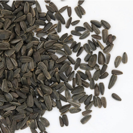 TUR5 Schwarz Sonnenblumenkerne Futtermischung für Vögel im Winter 1 kg