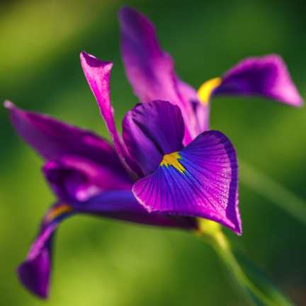 Holländische Iris „Purple Sensation“, Blumenzwiebeln, Größe 6/7, 50 Stück