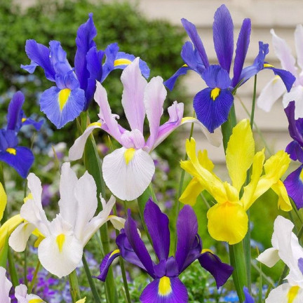 Holländische Iris, Iris hollandica, Schwertlilie, Blumenzwiebeln, Größe 6/7, 50 Stück.