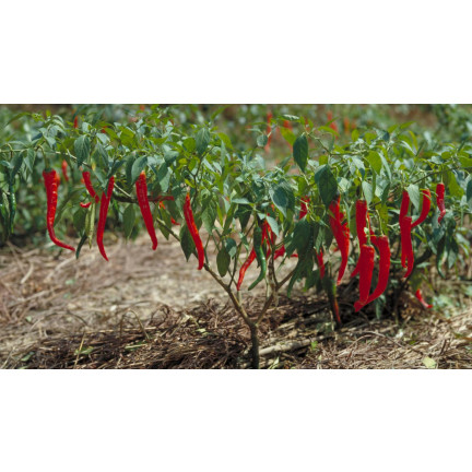 W1137 DE CAYENNE HOT CHILLI PFEFFERSAMEN WÜRZIG 0,5G