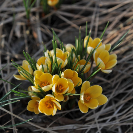 Krokus „Romance Chrysanthus“, Blumenzwiebeln, Krokuszwiebeln, Größe 5/7, 50 Stück.