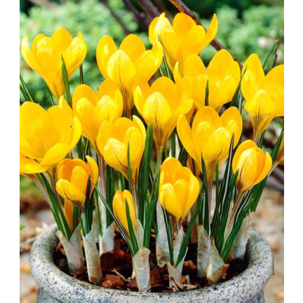Krokus „Romance Chrysanthus“, Blumenzwiebeln, Krokuszwiebeln, Größe 5/7, 50 Stück.