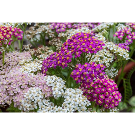 R2140 SCHAFGARBE SAMENMISCHUNG BEETBEPFLANZUNG MEHRJÄHRIG FÜR SCHNITTBLUMEN