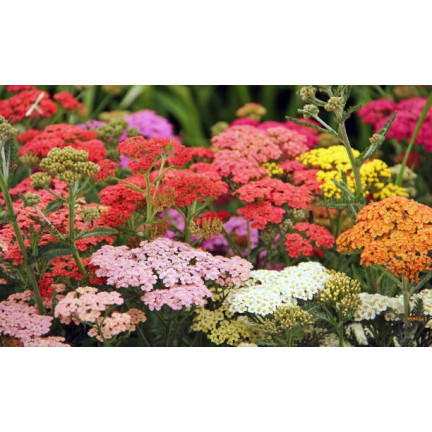 R2140 SCHAFGARBE SAMENMISCHUNG BEETBEPFLANZUNG MEHRJÄHRIG FÜR SCHNITTBLUMEN