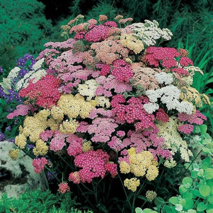 R2140 SCHAFGARBE SAMENMISCHUNG BEETBEPFLANZUNG MEHRJÄHRIG FÜR SCHNITTBLUMEN