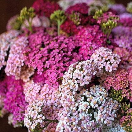 R2140 SCHAFGARBE SAMENMISCHUNG BEETBEPFLANZUNG MEHRJÄHRIG FÜR SCHNITTBLUMEN