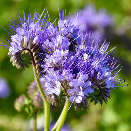 Blaue Phacelia, honigtragend, als Zwischenfrucht, Samen, Toraf, 50 g