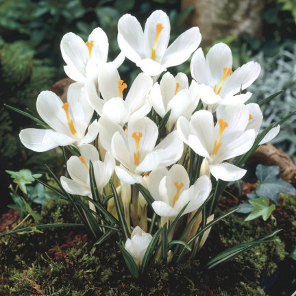 CEB11 KROKUS JEANNE D'ARC WEISSE BLUMENZWIEBELN 50 STK.
