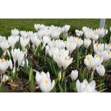 CEB11 KROKUS JEANNE D'ARC WEISSE BLUMENZWIEBELN 50 STK.