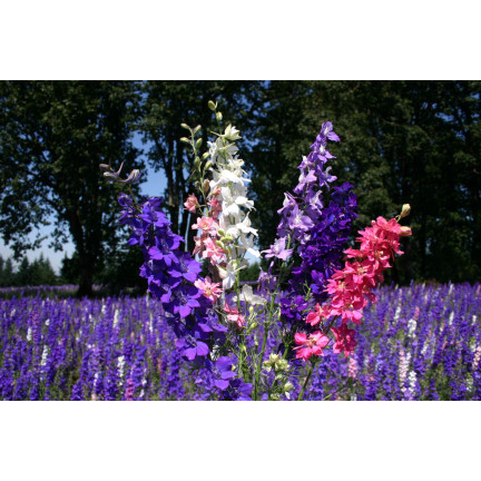 R2801 GARTEN STECHPALME VOLL MIX SOMMER STECHPALME BLUMEN 1G SAMEN