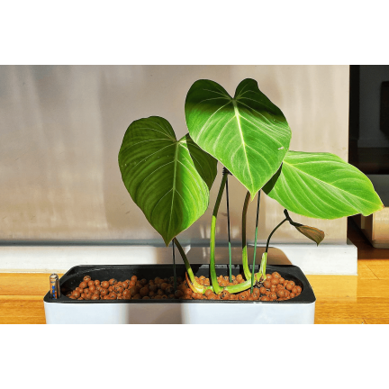 BIO38 Garten-Blählehm, Drainage, Substrat für Topfpflanzen und Blumen, 4 l, 8–16 mm