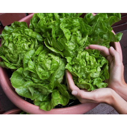 Winterfester Kopfsalat, Sorte „Humil“, Salatsamen, Toraf, 1 g