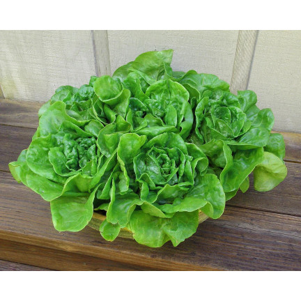 Winterfester Kopfsalat, Sorte „Humil“, Salatsamen, Toraf, 1 g